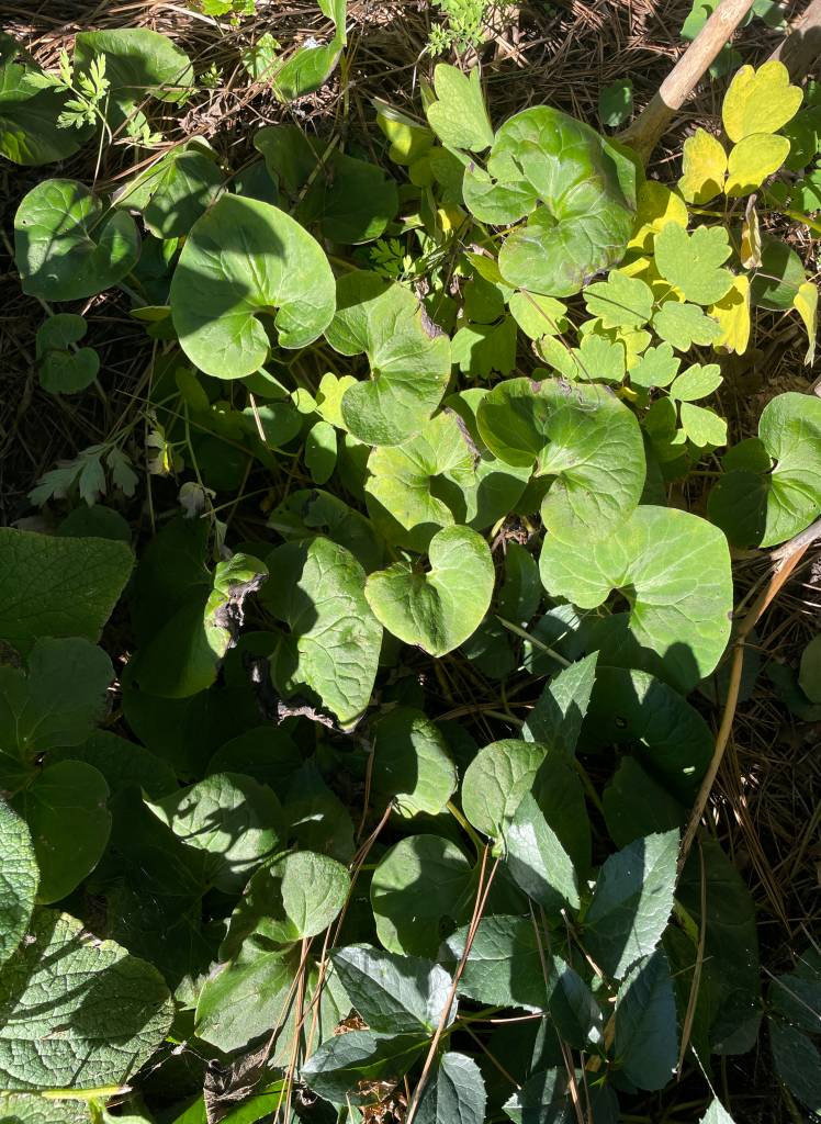 Plant name: Canadian Wild Ginger Asarum canadense 